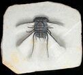 Spiny Ceratonurus Trilobite - Oumjrane, Morocco #11926-8